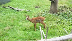 Pui de căprioară, salvat de un pescar şi dus la Grădina Zoologică din Sibiu. FOTO