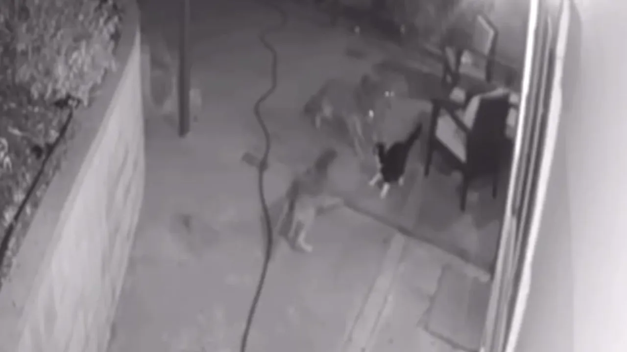 VIDEO. Confruntare tensionată între un motan şi trei coioţi. Rezultatul, total neaşteptat