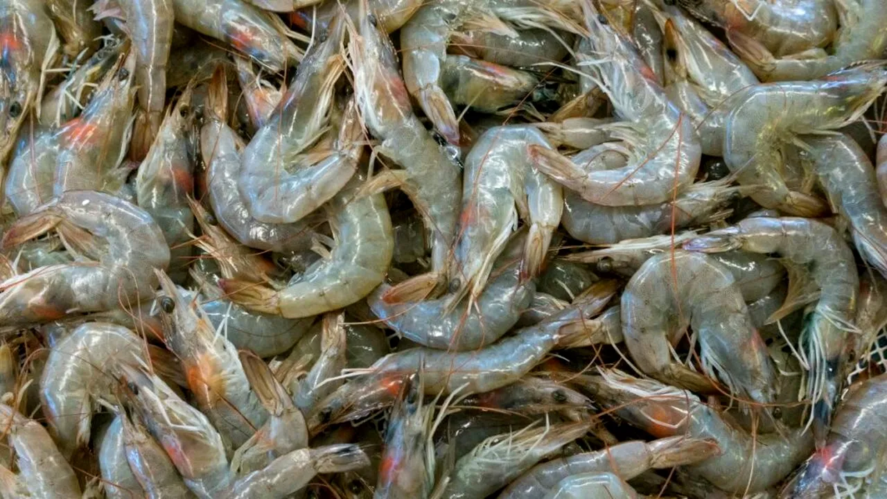 Creșterea temperaturii în Marea Mediterană a dus la extinderea speciei de „crevete brun”