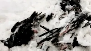 Păsări moarte şi în Suedia. Se pare că 