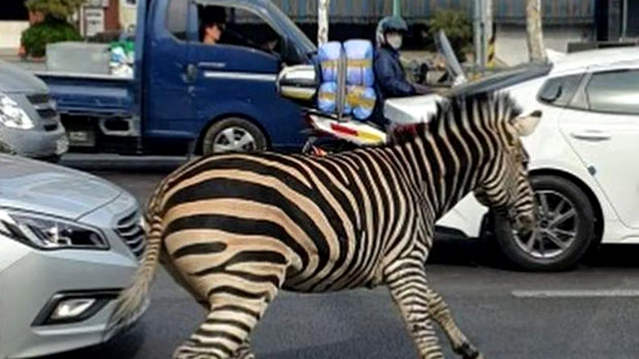 O zebră a evadat de la o grădină zoologică din capitala sud-coreeană Seul 