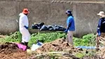 Descoperire macabră în Mexic: 42 de saci cu resturi umane, găsiți pe o proprietate din statul Jalisco