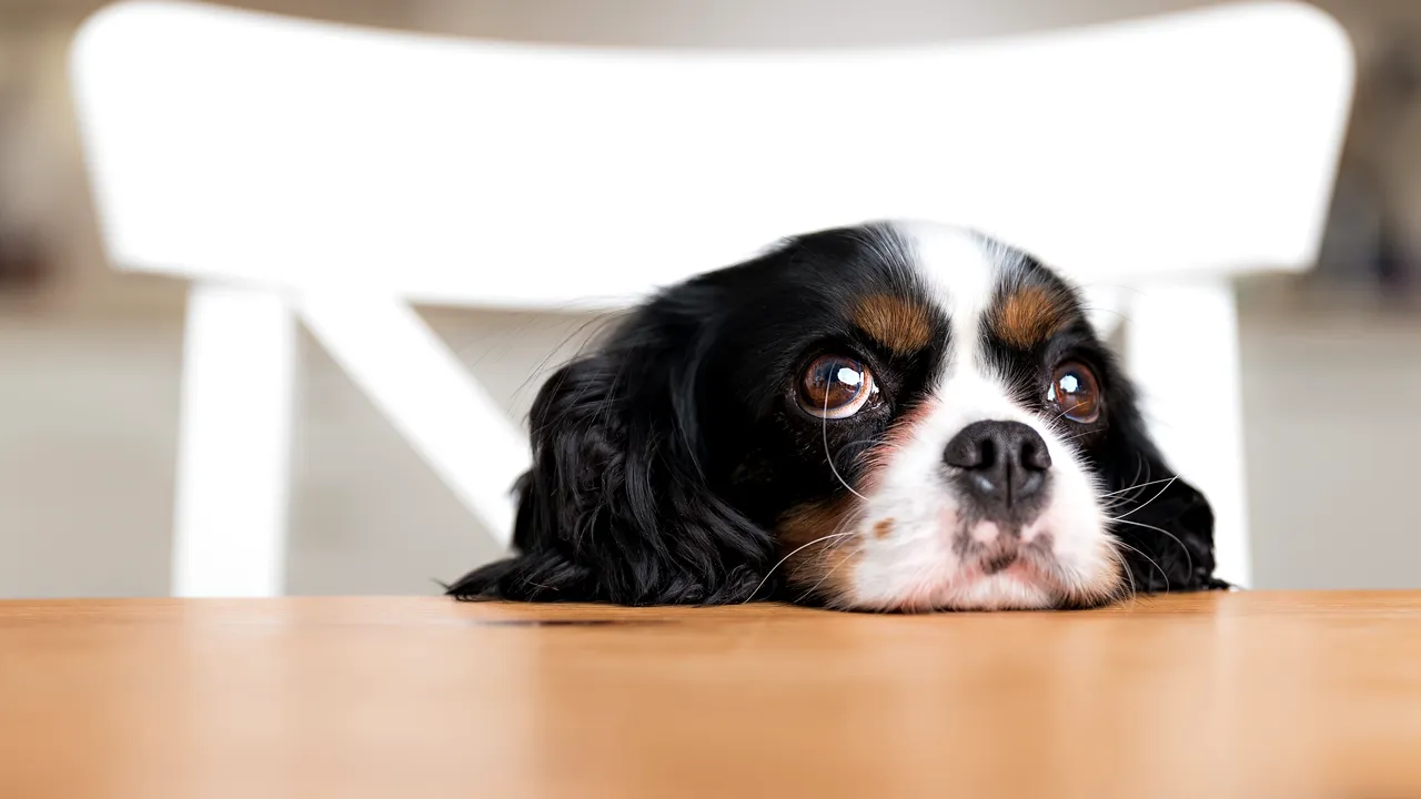 Carantină de noapte în România. Arafat, întrebat dacă animalele de companie pot fi plimbate după 23.00: Poate îi convingem să nu o facă