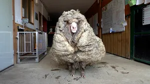 FOTO 35 de kilograme de lână de la o singură oaie. Cum arăta aceasta înainte să fie tunsă după mulţi ani