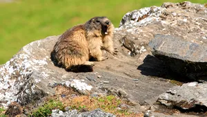 Fermierii germani din zonele alpine, furioşi din cauza marmotelor