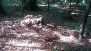 Ghebe şi bureţi, cele mai căutate ciuperci pe Valea Prahovei. Zeci de kilograme sunt conservate pentru iarnă de gospodine | FOTO, VIDEO