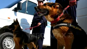Cânii antitabac dresaţi la Vama Giurgiu, cei mai eficienţi luptători împotriva contrabandei