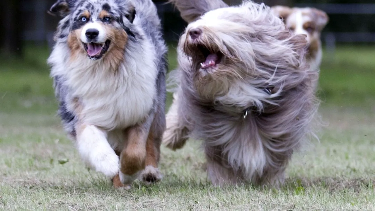 Oamenii de ştiinţă studiază secretele cogniţiei canine. Cercetător: Câinii ne pot ajuta să ne înţelegem mai bine propria noastră specie
