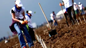 Copii români, obligaţi să lucreze ca agricultori în Marea Britanie
