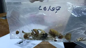 Pregătiri intense pentru Untold. Ciuperci halucinogene găsite în bagajele unui american, pe Aeroportul Cluj-Napoca