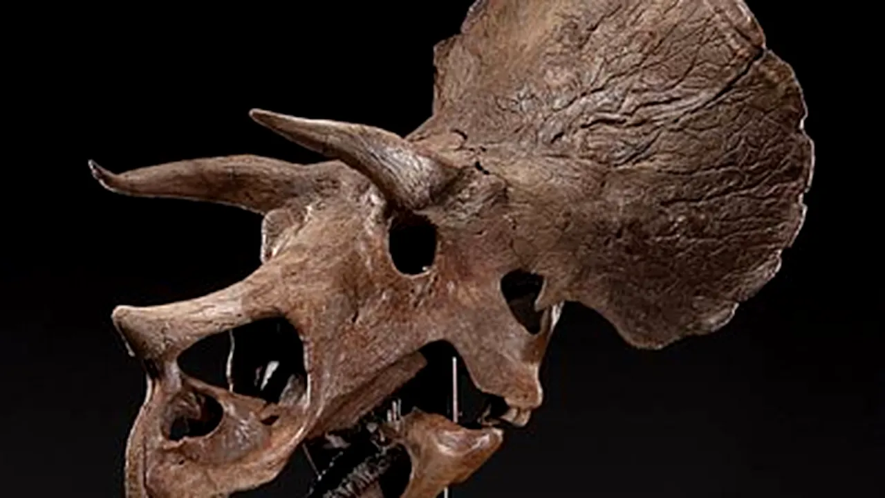 Două cranii de dinozauri au făcut senzaţie la o licitaţie la New York