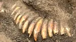 Colier misterios vechi de peste 5.000 de ani, descoperit în Polonia. Din ce erau făcute cele 42 de „mărgele”