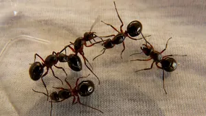Efectele cofeinei asupra furnicilor ar putea revoluționa combaterea dăunătorilor