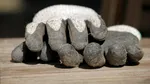 Șapte plante comune pe care să nu le atingi niciodată fără mănuși