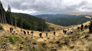 Gestul deosebit făcut de o româncă plecată de peste 20 de ani în Marea Britanie: A donat bani pentru reîmpădurirea Munţilor Făgăraş - FOTO