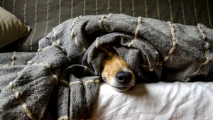 Suntem mai deranjanți pentru animale decât credeam. Descoperirea care schimbă tot ce știam