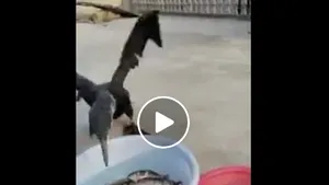 Ministrul Petre Daea aduce noi dovezi video pentru pericolul pe care îl reprezintă cormoranii