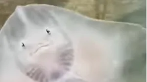 Cel mai frumos peşte. Cum dansează vatosul? Video viral 