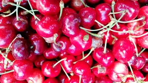 Cireşele nu sunt recomandate copiilor sub doi ani. De vină este histamina