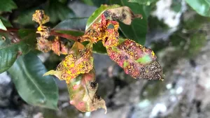 O ciupercă invazivă, care atacă în ”tăcere” unele dintre cele mai importante specii de plante, s-a răspândit în Australia