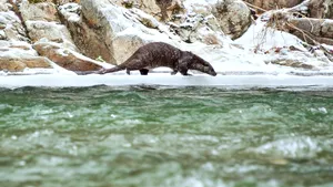 VIDEO Siestă în natură, pe malul râului: Imagini rare cu o vidră, surprinse în Defileul Jiului