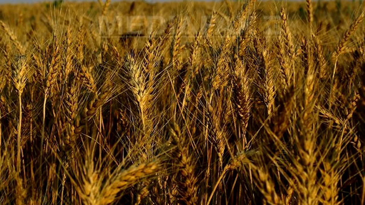 Romania Is Having Best Farming Year In Last Five Years - EC Report
