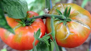 Cercetătorii testează un sistem pentru a cultiva legume şi fructe pe Lună şi pe Marte