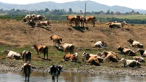 Romanian Agr Ministry Assigns RON70M To Support Farmers