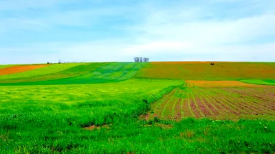 ECONOMIC Criză în agricultura UE: fermierii cer ajutor de urgență la Bruxelles