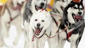 Anchetă în Canada, după exterminarea a o sută de câini husky folosiţi în timpul JO de iarnă