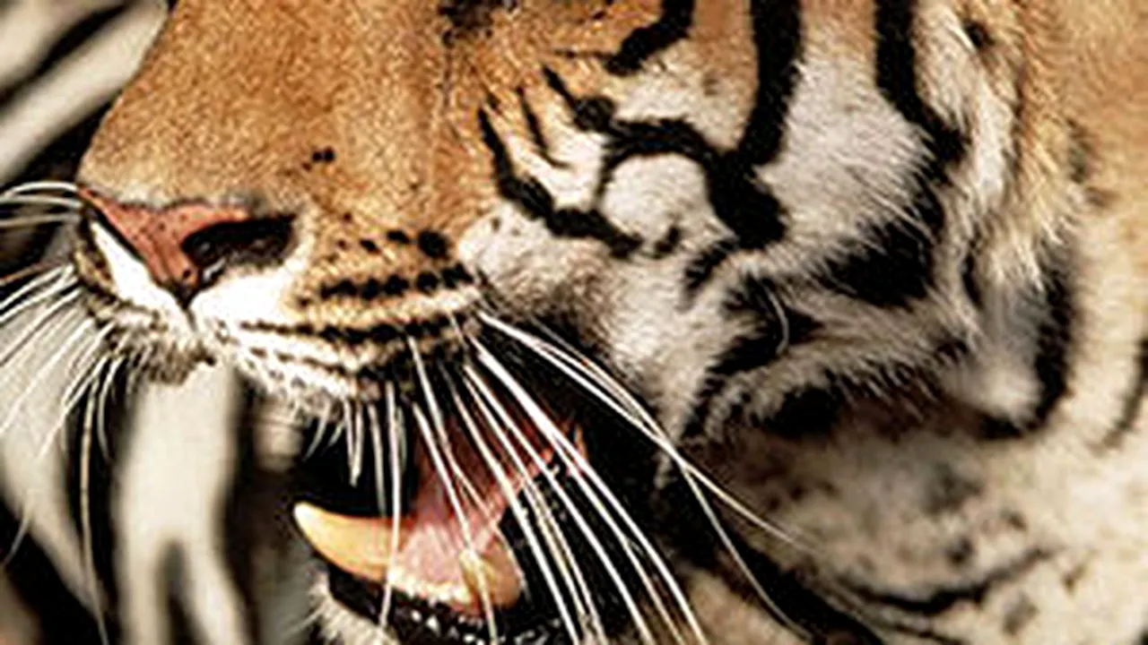 Escapee Tigers At Western Romanian Zoo Found After 7 Hours