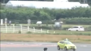 Aeroport închis în Japonia din cauza unui urs rătăcit pe o pistă