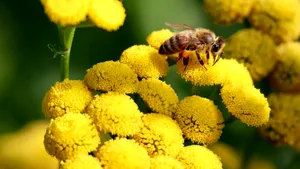 Studiu în premieră. „Apocalipsa insectelor” provoacă malnutriția oamenilor în câteva regiuni