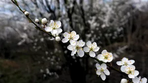 Tradiţii şi obiceiuri în Duminica Floriilor. De ce se spune din popor că nu trebuie să ne spălăm pe cap, astăzi. Care este superstiţia pentru fetele nemăritate