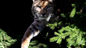 Imagini rare cu un râs în căutare de hrană, surprinse în Parcul Naţional Piatra Craiului / Câte exemplare trăiesc în acestă zonă | VIDEO