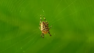 S-a descoperit cea mai veche pânză de păianjen