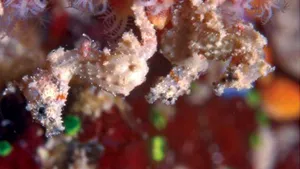 Căluţul de mare pitic şi melcul 
