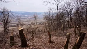 Firmă sancţionată pentru exploatarea lemnului. Poliţia a confiscat material lemnos în valoare de peste un milion de lei