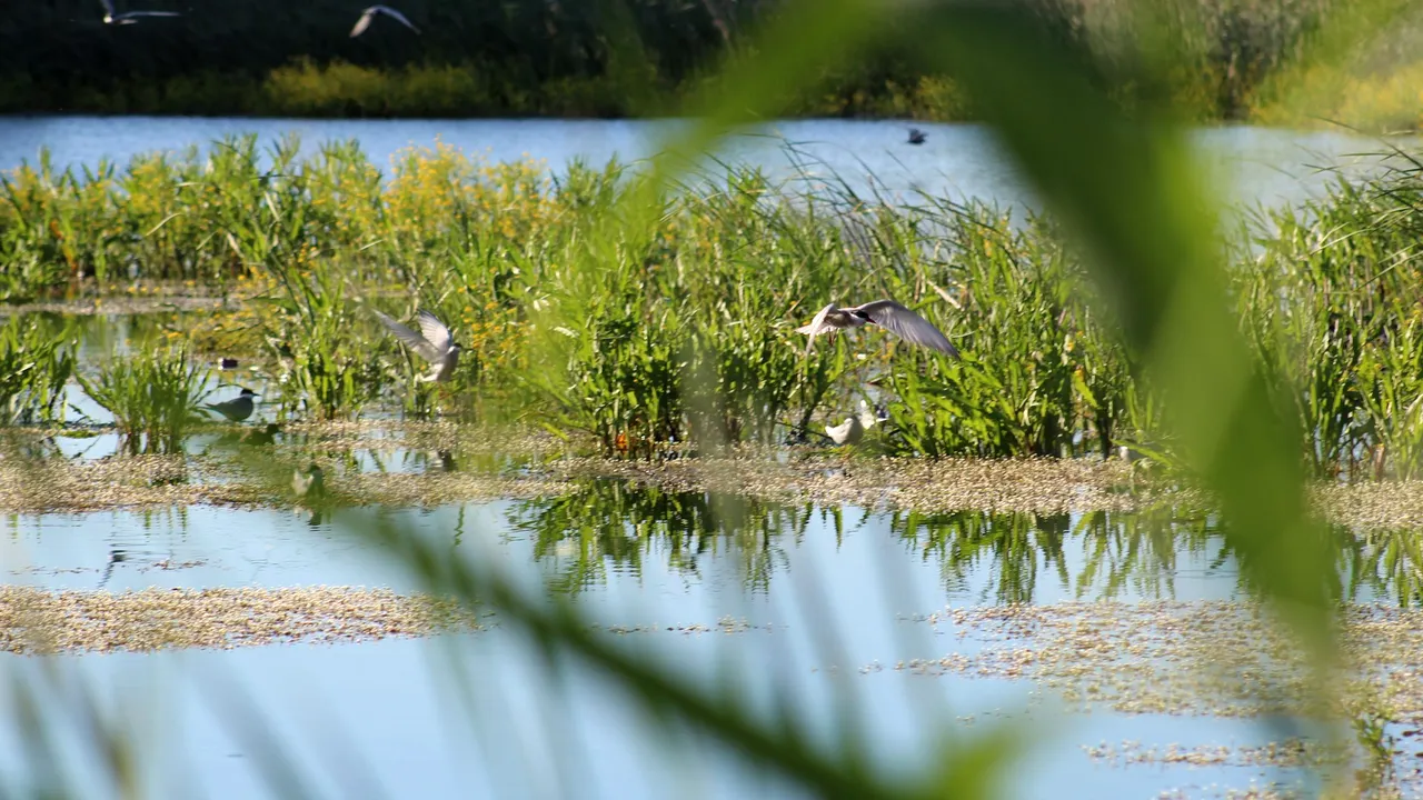 ”Delta dintre blocuri”, motivul luptei ecologiştilor. Parcul din Bucureşti unde trăiesc sute de specii de animale şi plante 