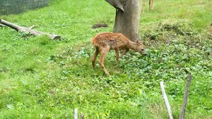 O maşină a lovit o căprioară, în judeţul Gorj
