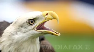 Poliţia olandeză va folosi VULTURI special dresaţi pentru doborârea dronelor civile - VIDEO