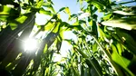 Vylor inaugurează o nouă eră în cultura porumbului: cel mai avansat caracter genetic din industrie pentru spor de producție și stabilitatea producției, control avansat al dăunătorilor pentru un salt major al producției și profitabilității fermierilor
