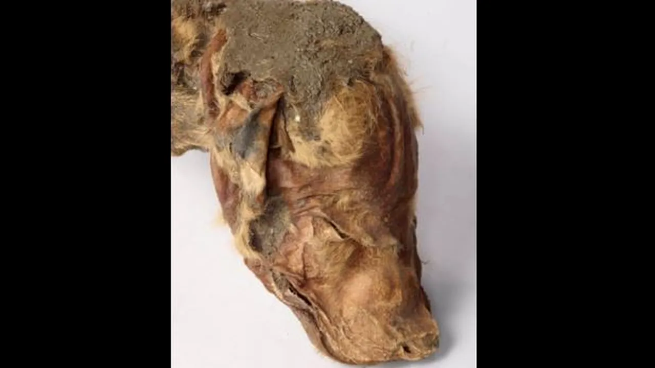 Singura mumie de lup din Epoca de gheaţă descoperită vreodată a fost expusă în Canada