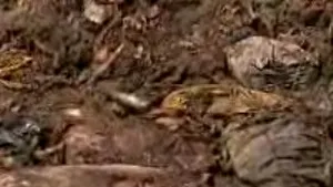 Cea mai mare firmă românească de incinerări de cadavre animale, sancţionată dur pentru poluare