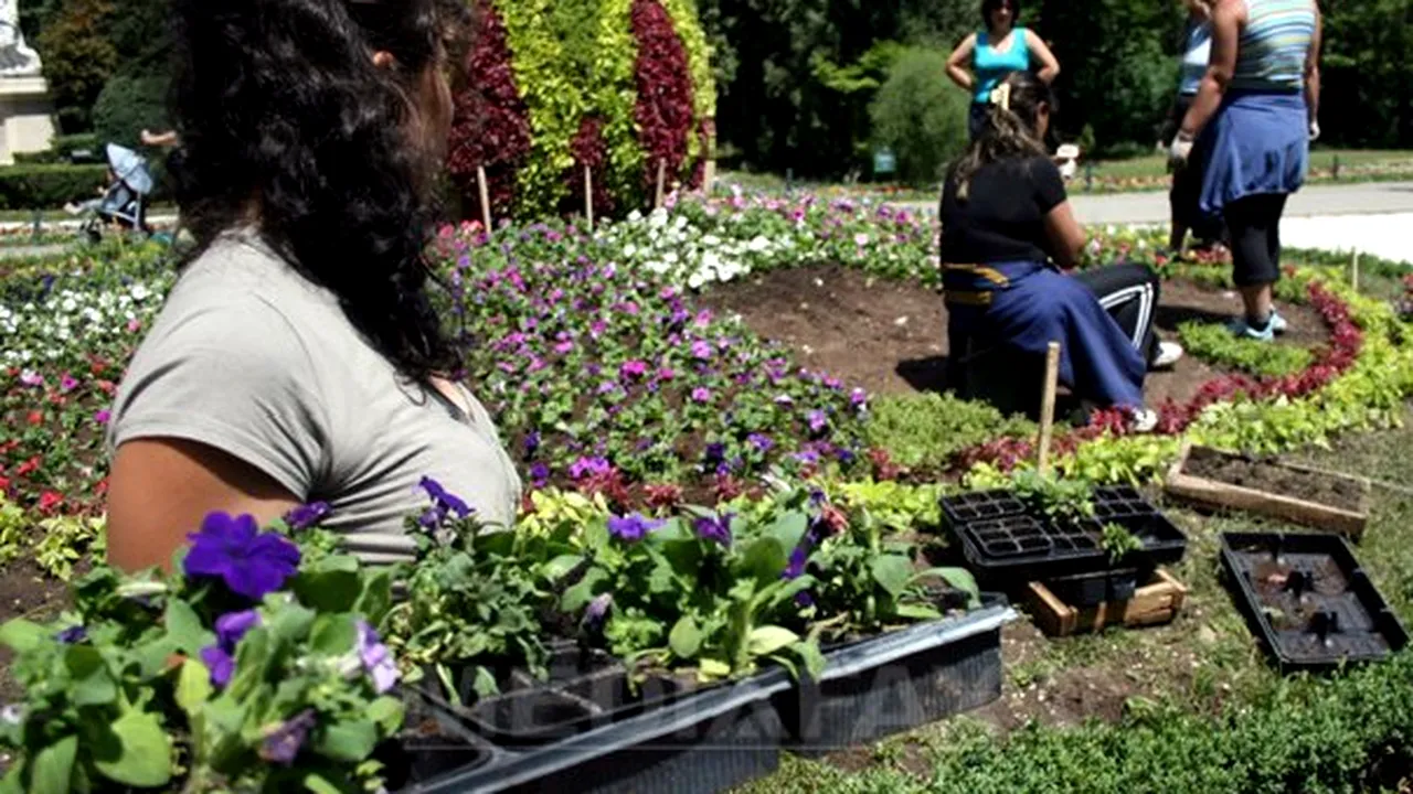 Poliţiştii din Vaslui au toate florile din parcuri pe inventar. Dacă dispar, sunt obligaţi să le plătească