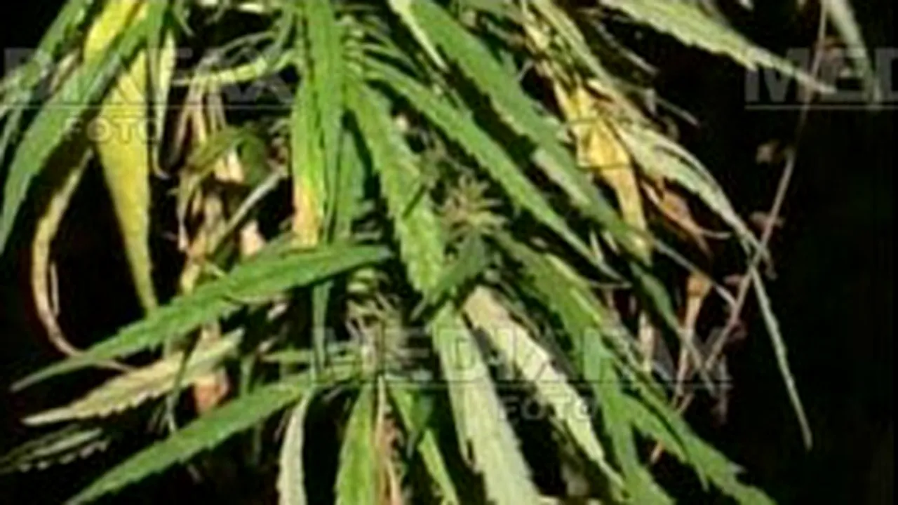 Partidului Ecologist ceh cere legalizarea culturilor de marijuana