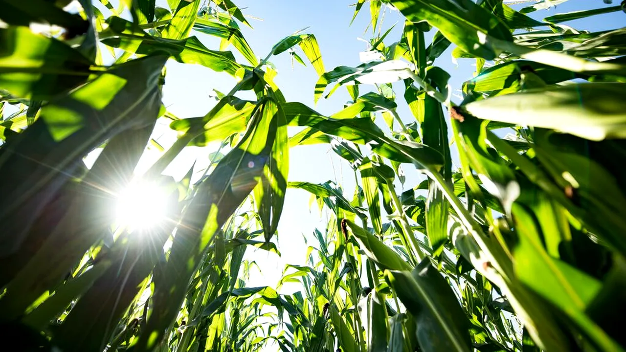Vylor inaugurează o nouă eră în cultura porumbului: cel mai avansat caracter genetic din industrie pentru spor de producție și stabilitatea producției, control avansat al dăunătorilor pentru un salt major al producției și profitabilității fermierilor