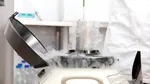 Fragmente de creier de şoarece, readuse la viaţă după o săptămână de îngheţ
