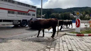 Un oraş din România este TERORIZAT de vaci. Proprietarii au primit 170 de amenzi/ FOTO, VIDEO