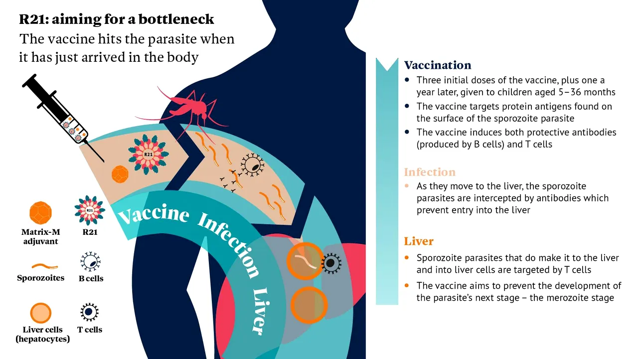 Un nou vaccin ar putea salva milioane de vieţi de la malarie. Numai în 2022 s-au înregistrat peste 600,000 de decese 